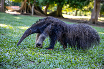 Anteater in the Peruvian jungle. In the Amazon jungle, near Iquitos, Peru. South America.