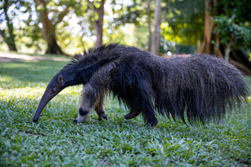 Anteater in the Peruvian jungle. In the Amazon jungle, near Iquitos, Peru. South America.
