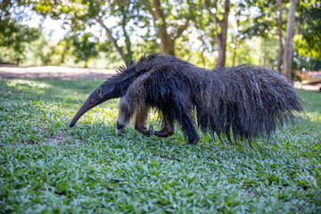 Anteater in the Peruvian jungle. In the Amazon jungle, near Iquitos, Peru. South America.