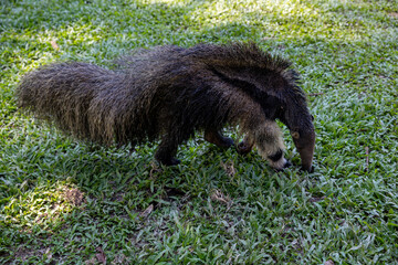 Anteater in the Peruvian jungle. In the Amazon jungle, near Iquitos, Peru. South America.