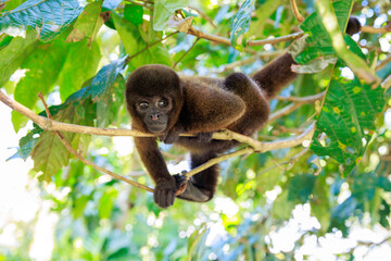 Small Peruvian jungle monkey. In the Amazon jungle, near Iquitos, Peru. South America.