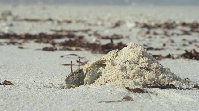 Ghost crab burrowing in the sand
