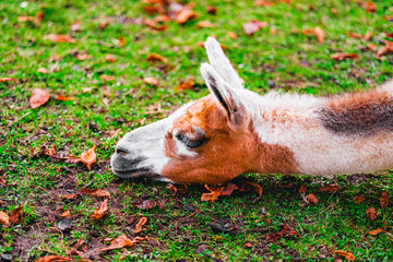 Brown and White Alpaca with Long Neck Rests Its Head on the Ground Soil © Bento
