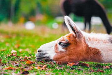 Tired Alpaca Taking a Brak and Resting its Head on the Ground