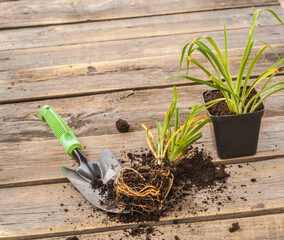 Root of the plant Daylily (Hemerocallis) and garden shovel