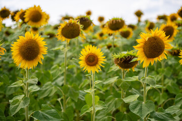 Sunflower growing on the field