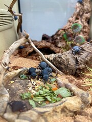 Blue Death Feigning Beetles