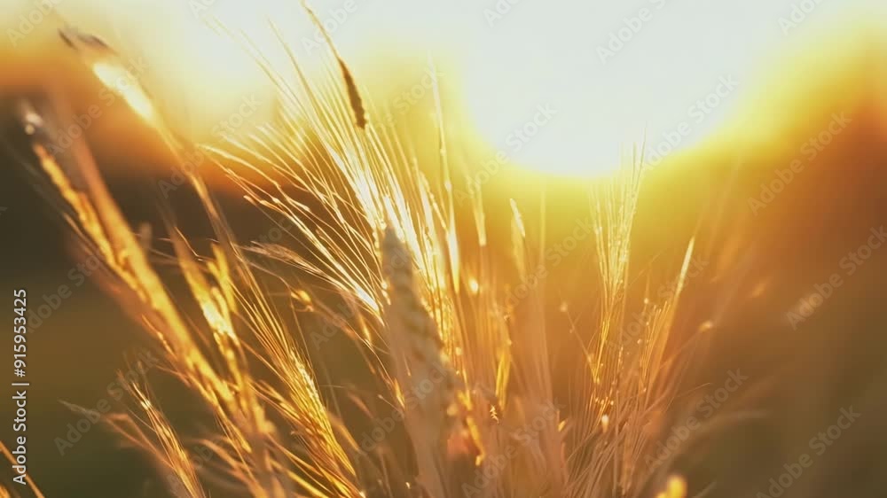Aufkleber A macro shot shows the delicate filaments of a grass seed head glowing in the warm light of the setting sun. The seeds appear to be glowing from within giving off a tranquil and