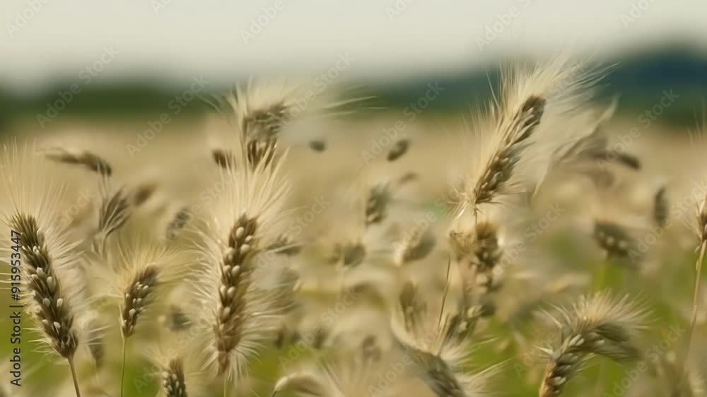 Poster As the camera moves through a field of grass seed heads the texture of the seeds becomes even more pronounced. They appear almost like tiny feathers or hairs swaying gracefully in