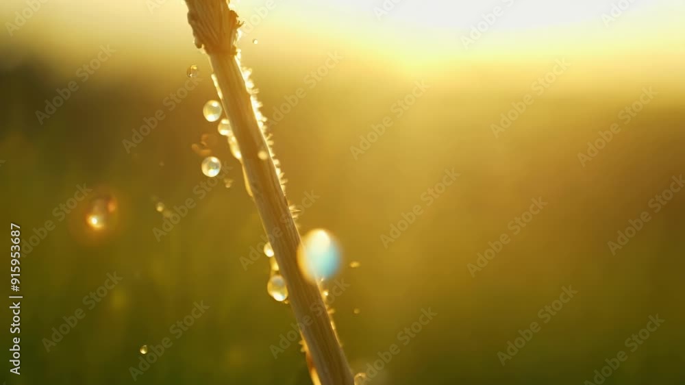 Poster macro shot of tiny moisture droplets on the tips of grass roots glistening in the sunlight.