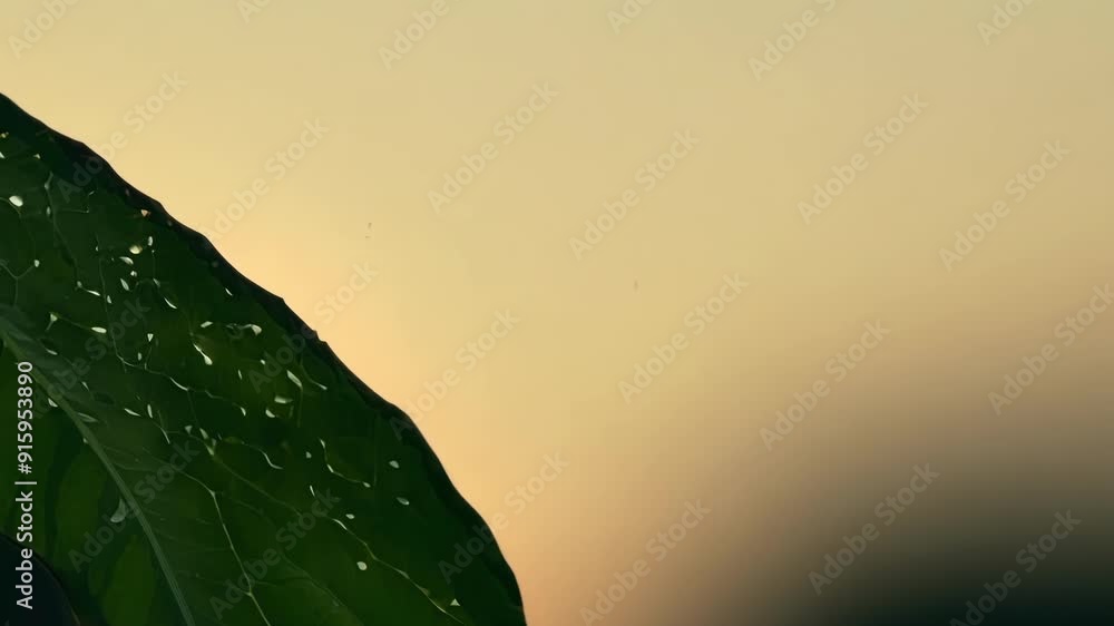 Poster the closeup footage reveals the fragility and strength of the leafs s which are able to withstand th