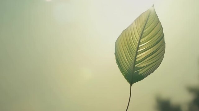 A single leaf delicately dancing in the air seemingly weightless as it twists and turns.