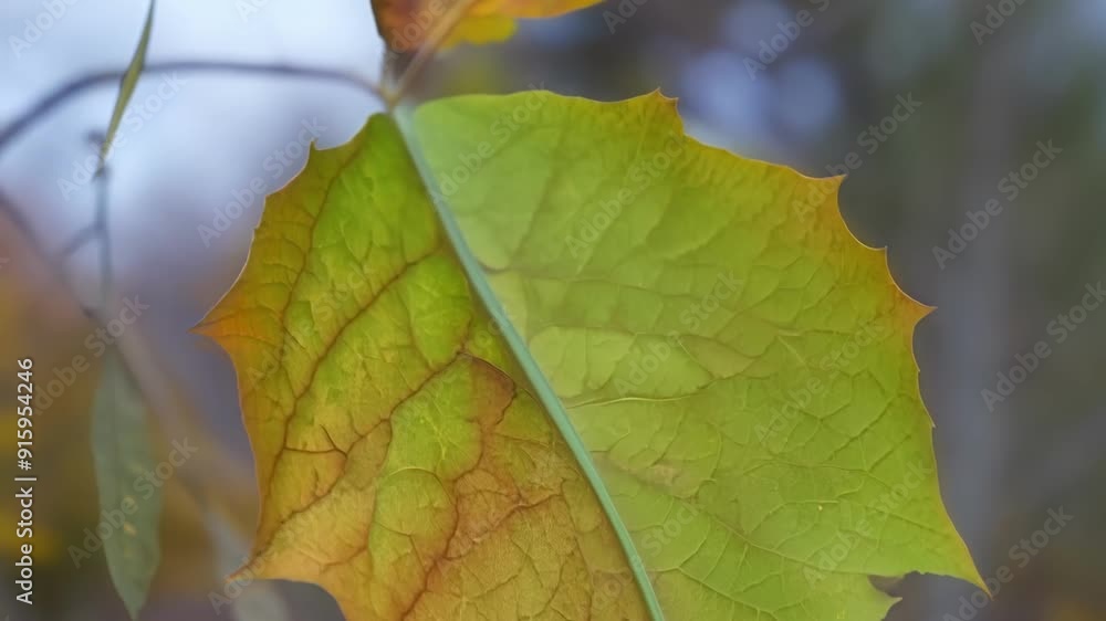 Aufkleber Detailed footage of a leaf changing color capturing the intricate patterns of s and delicate textures that create a stunning display of autumnal beauty.