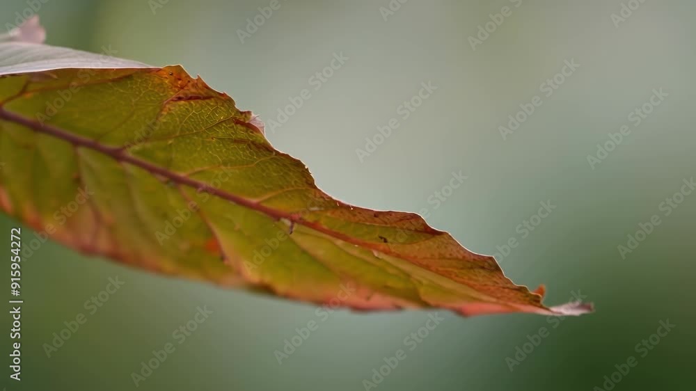 Poster Zoomedin shot of a single leaf its edges curled and tinged with red as it prepares to fall to the ground and make way for new growth.
