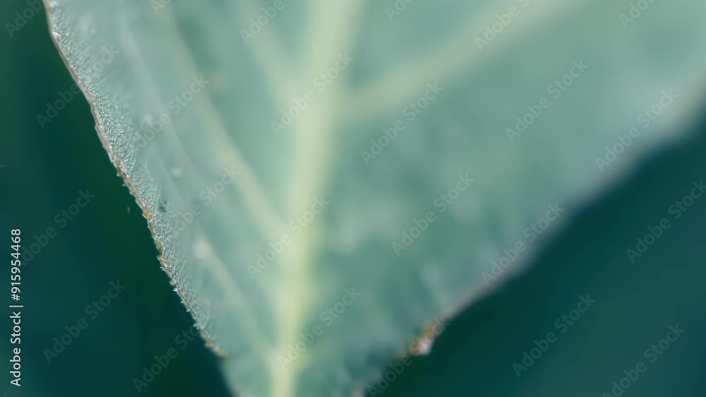 Poster In this shot the camera slowly pans along the length of a leafs edge revealing the gradual transition from smooth and straight to rough and pointy.