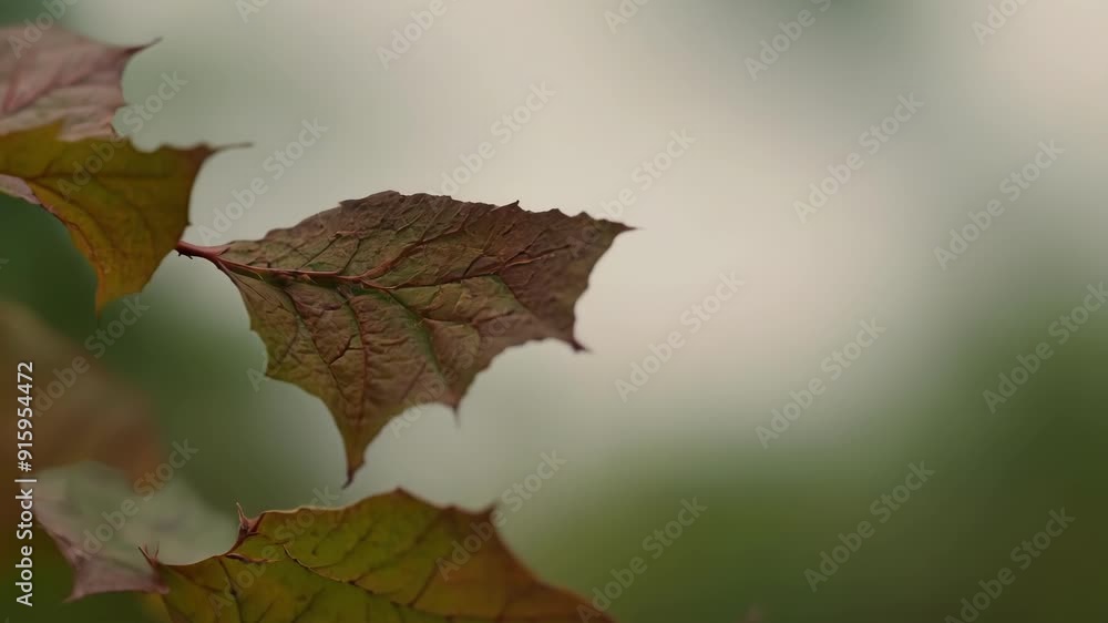 Poster The rugged jagged edges of a dried withered leaf are captured in stunning detail against a soft blurry background creating a sense of fragility and decay.