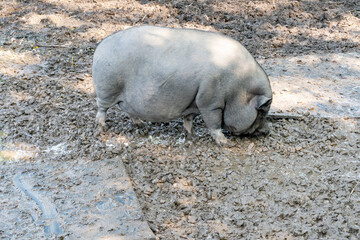 Fototapeta premium A Pig on a Farm Feeding in a Pool of Muddy Water