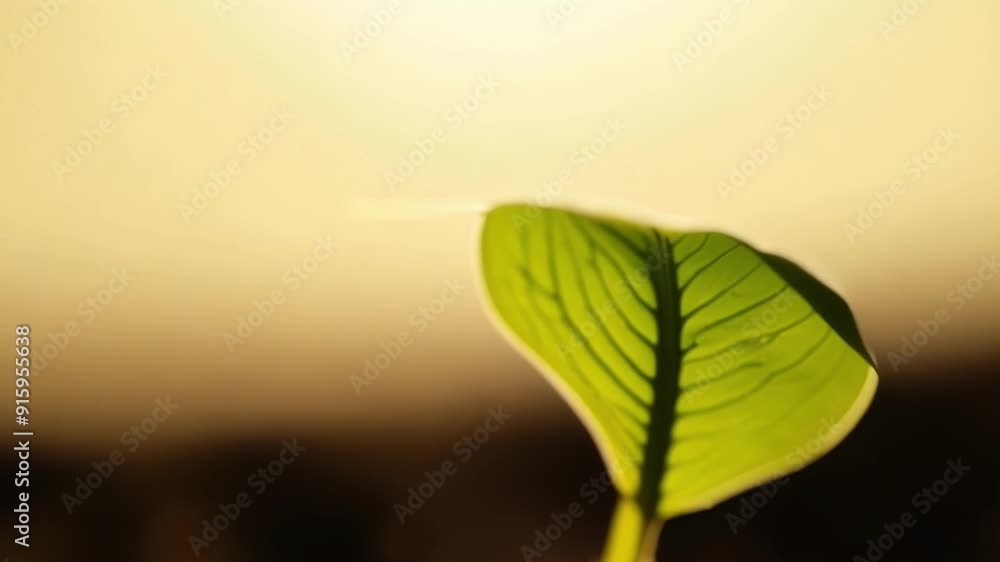 Poster a closeup of tiny leaves unfolding from a recently germinated seed revealing the early stages of gro