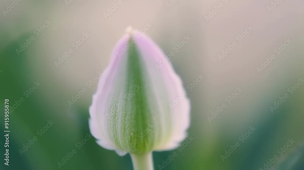 Poster A solitary bud framed against a soft background its delicate structure and delicate coloring captured in stunning detail.