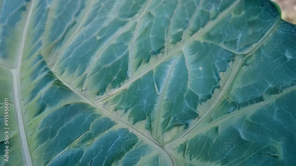 Aufkleber An upclose shot of the intricate web of s on a succulents leaf resembling a road map carved into its surface.