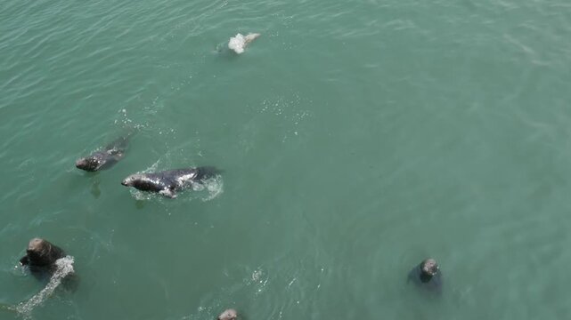 group of Seals in  the Irish Howth harbour