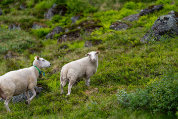 Fototapeta premium sheep in thw woods of Isfjorden andalsnes area - baby sheep and mama sheep in the fjord of norway