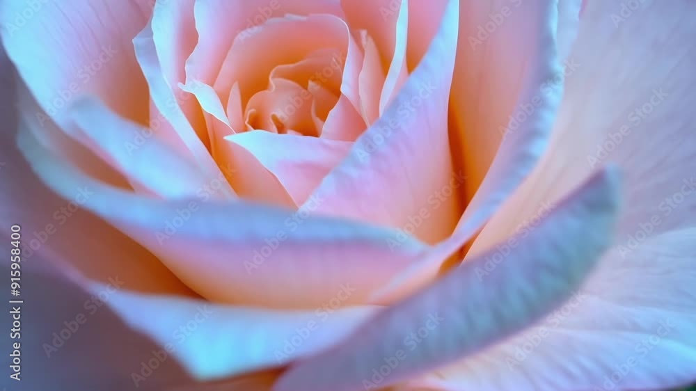 Aufkleber a light pink peonys tightly packed layers of petals are captured in intricate detail each one a slig
