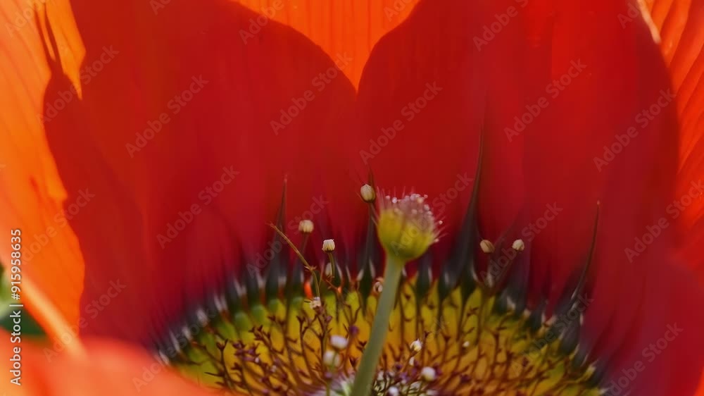 Poster the camera moves in close to a vibrant red poppy revealing the fine details of the pollen clinging t