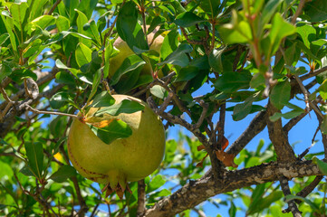 Pomegranate tree, green pomegranate fruit, on a farm, tropical plant, exterior, background, background image for text