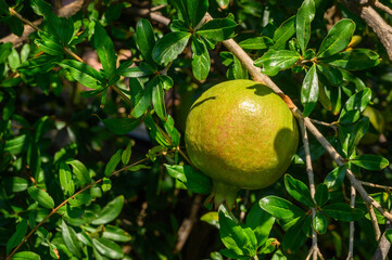 green pomegranate on a branch on a sunny day