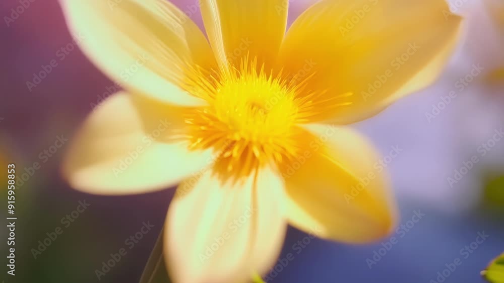 Poster The camera focuses on a unique flower with petals shaped like a star and a bright yellow center highlighting every intricacy of its otherworldly design.