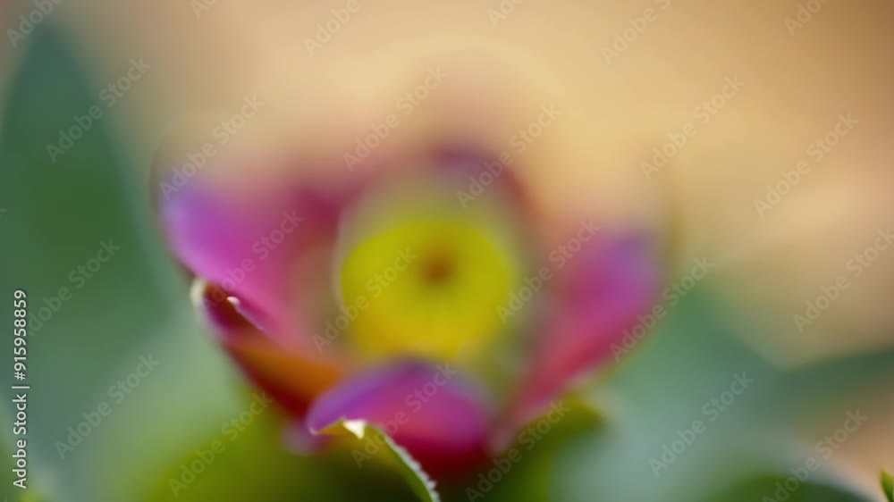 Poster A slowmotion closeup captures the hypnotizing movement of a blooming cactus flower as it unfurls its vibrant petals to reveal a stunning array of colors.