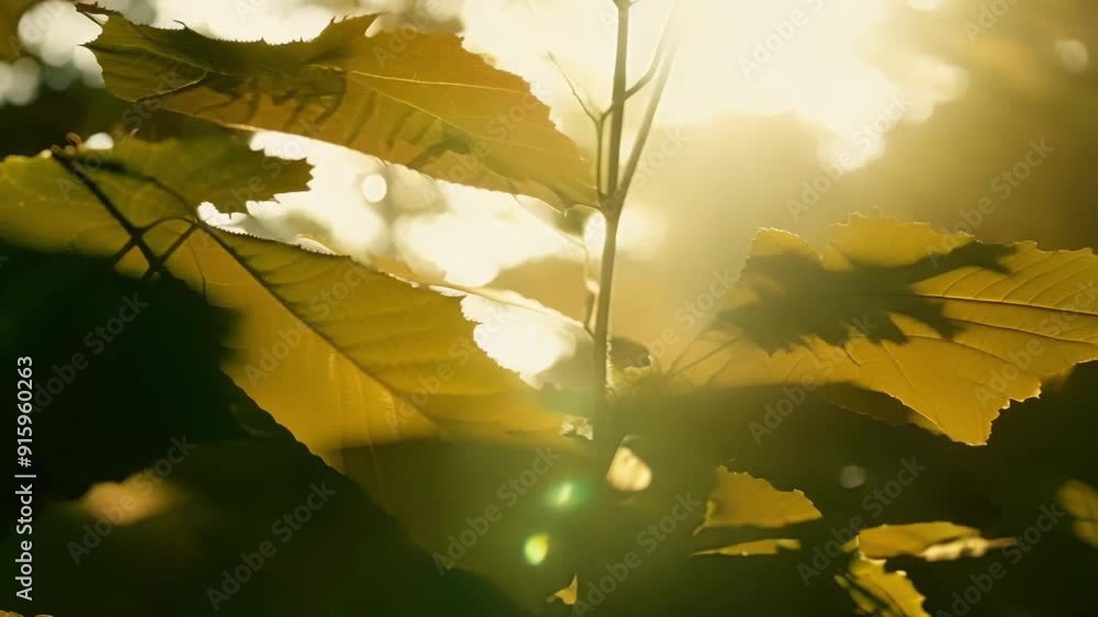 Poster A closeup of sunlight streaming through a variety of different leaves casting intricate shadows and patterns on the ground.