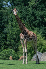 Giraffe outdoors in safari enclosure.