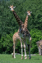 Two giraffes in a safari enclosure.