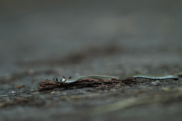 A young collared snake crawls on the road.