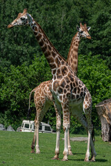 Two giraffes in a safari enclosure.