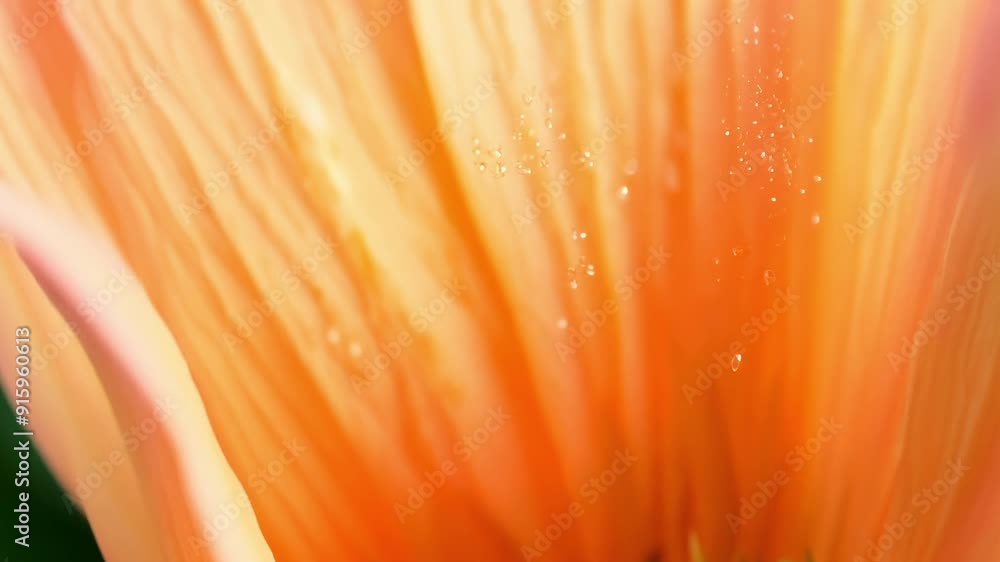 Poster With a shallow depth of field the camera brings into focus a closeup of a bright orange flower petal allowing the viewer to appreciate every tiny hair and minuscule that makes up