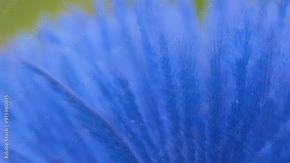 Poster the closeup shot of a blue flower petal reveals a stunning array of tiny delicate hairs covering its