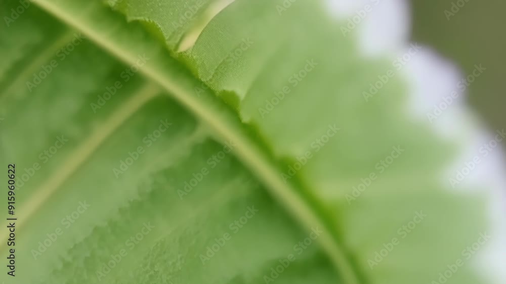 Poster the camera slowly pans across a closeup of a green flower petal highlighting the natural striations 