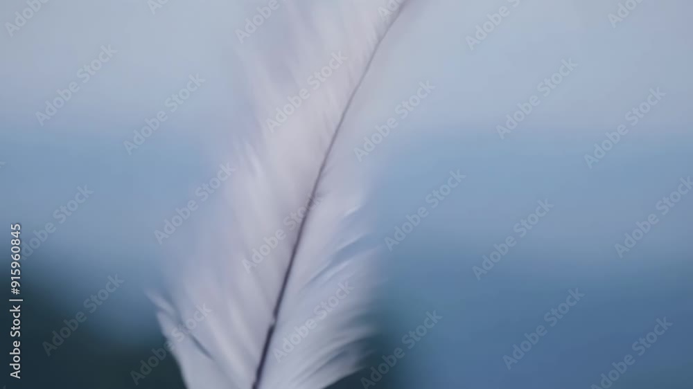 Poster closeup footage of a feather being tossed around by the wind its delicate movement resembling a ball