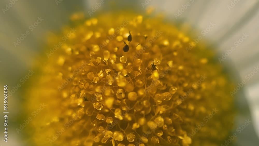 Poster The stamen bristles with small ly visible pollen grains as the camera zooms in for a microscopic view.