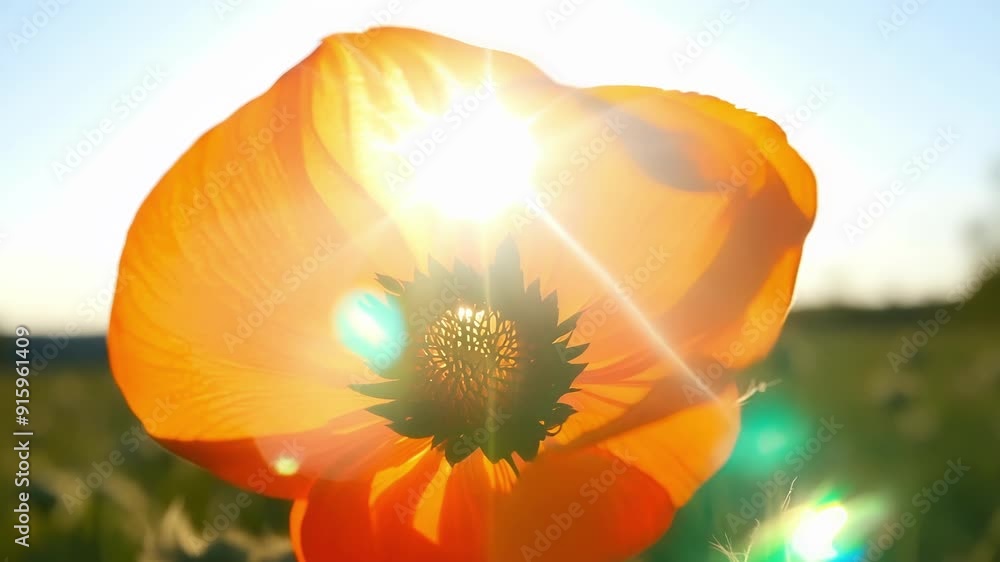 Poster as the camera moves closer the sunlight bursts through the center of a bright orange poppy showcasin