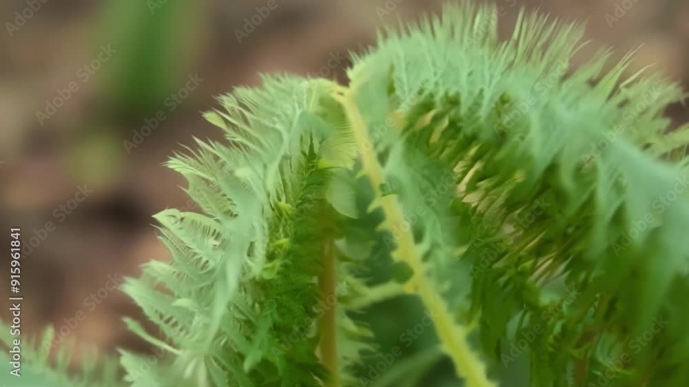 Poster the camera zooms in on the fuzzy velvety texture of a newborn fern frond slowly revealing the intric
