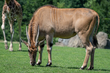 Fototapeta premium Antelope moose in whole outdoors.