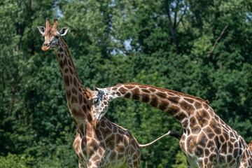 One giraffe crushes the neck of another.