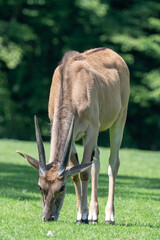 Antelope moose in whole outdoors.