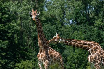 One giraffe crushes the neck of another.