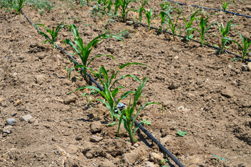 Farming. Drip irrigation on a field with young corn
