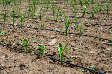 Young shoots of corn on a field with drip irrigation